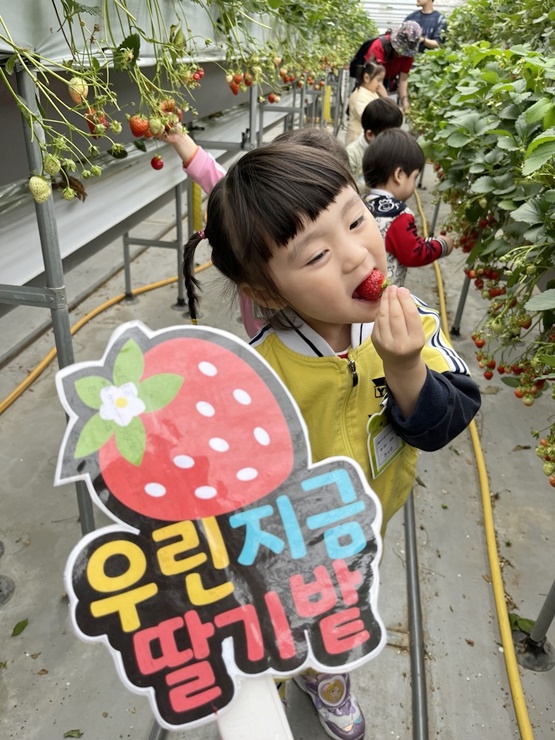 부설어린이집 – ‘새콤달콤 딸기 따기 체험’ 봄 소풍