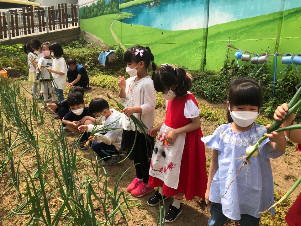 부산YWCA부설어린이집 – 오늘은 양파 수확하는 날