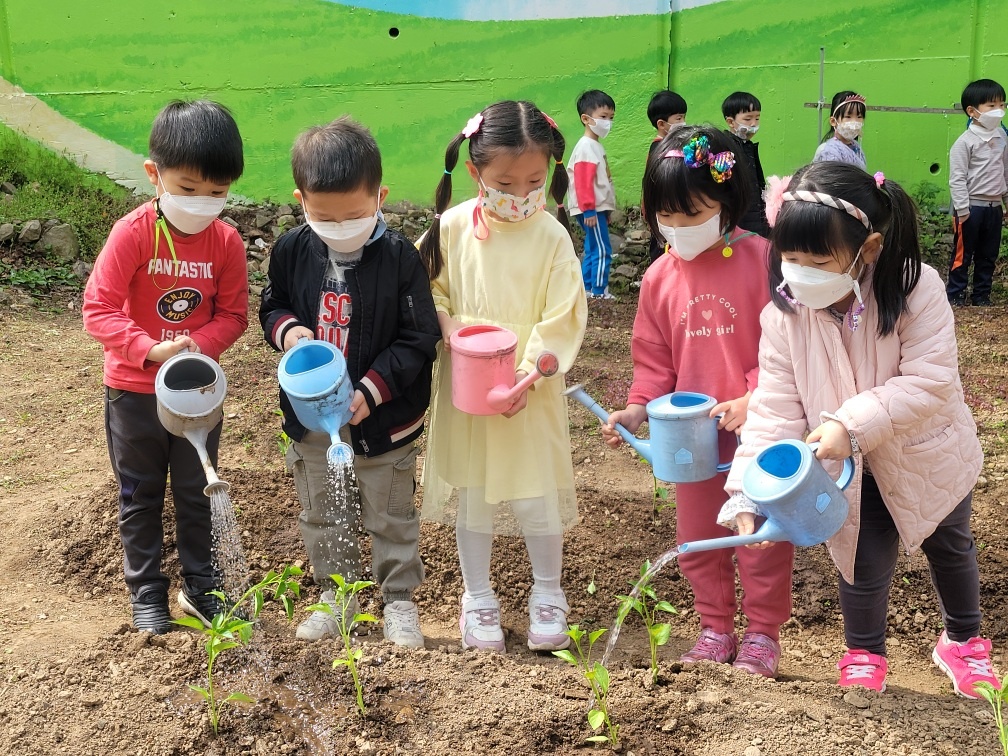 부설어린이집 – 텃밭에 모종..
