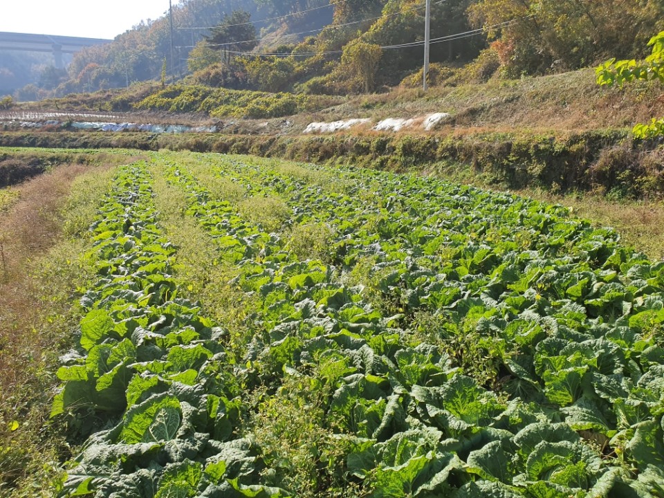 배추 점검 생산지 방문