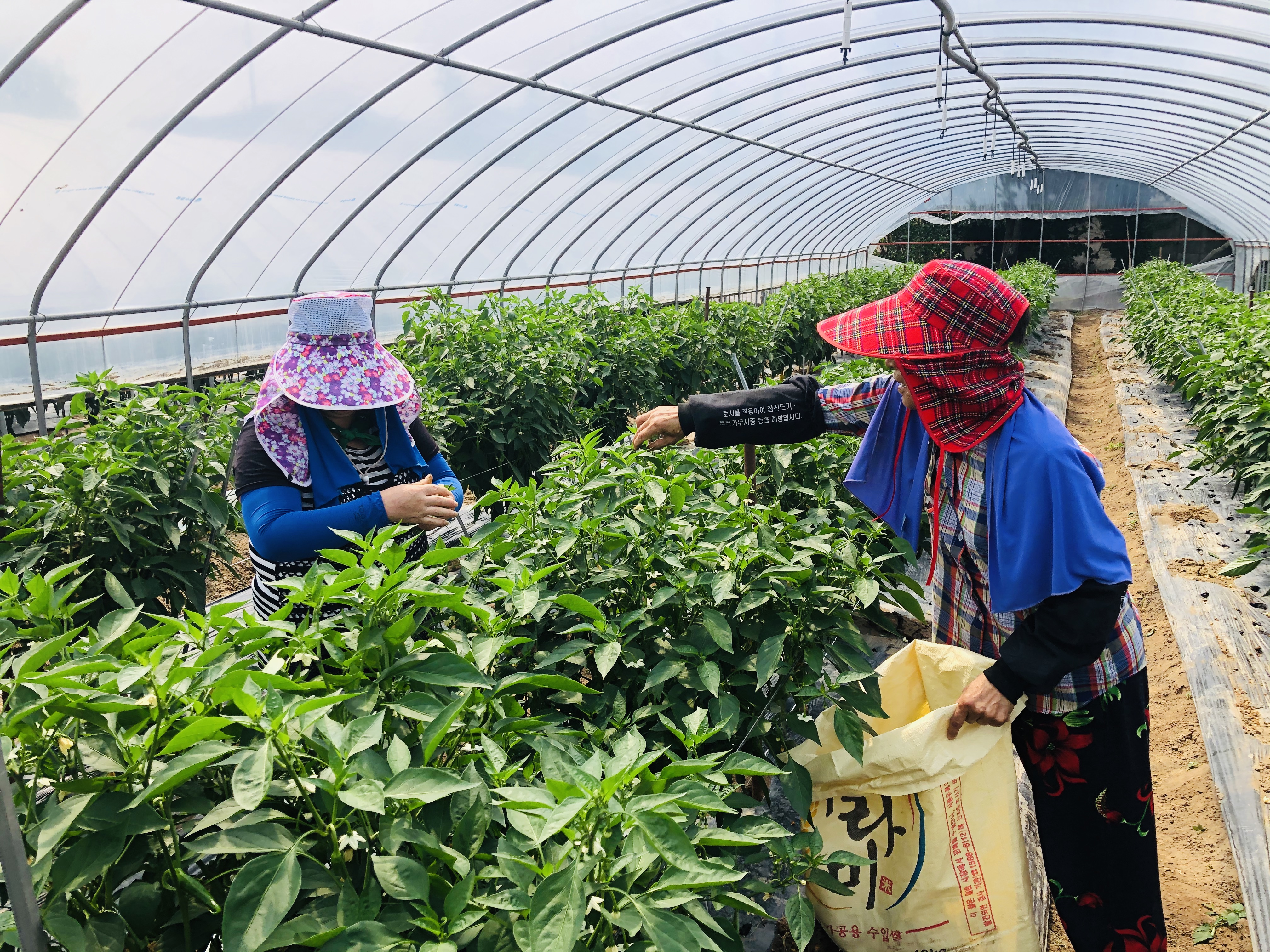 강서구지역자환센터-영농사업단..